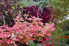 Flower Gardens